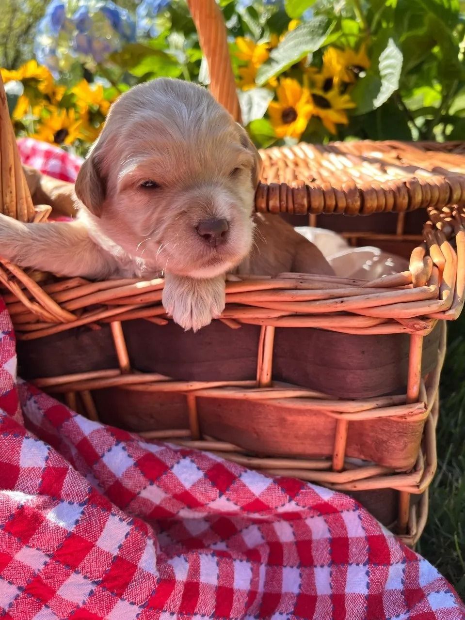 Calla Lilly  and Jack