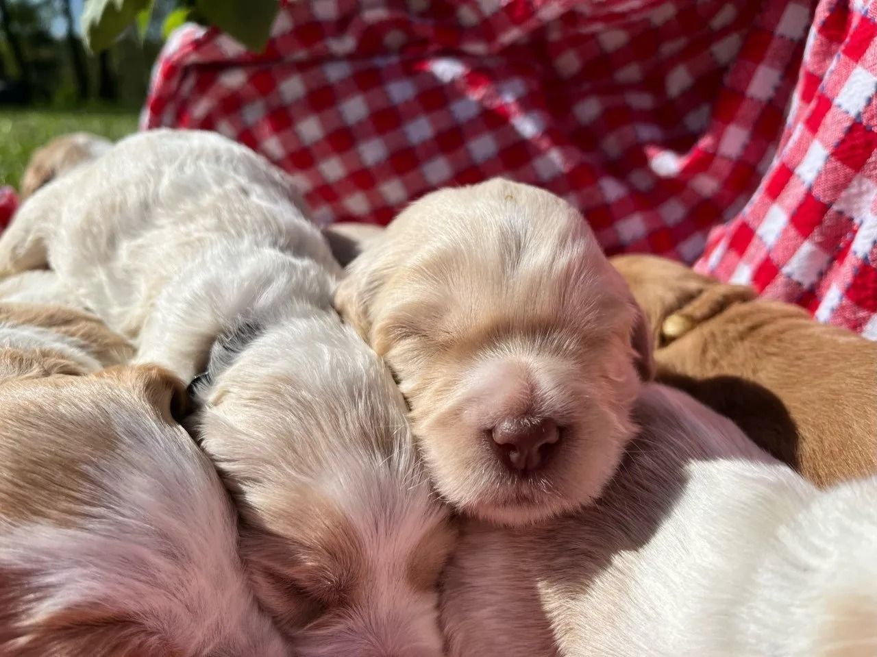 Calla Lilly  and Jack