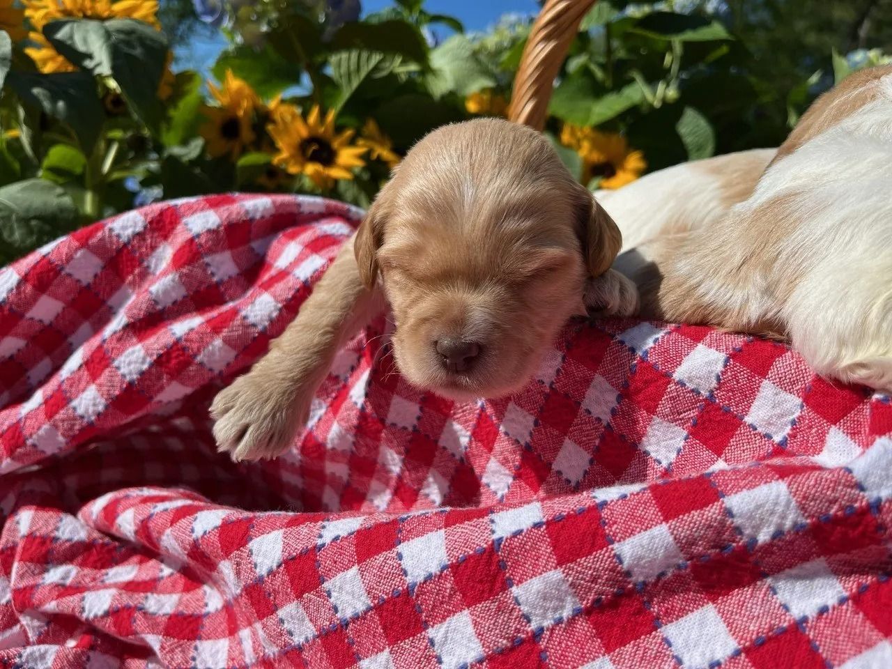 Calla Lilly  and Jack