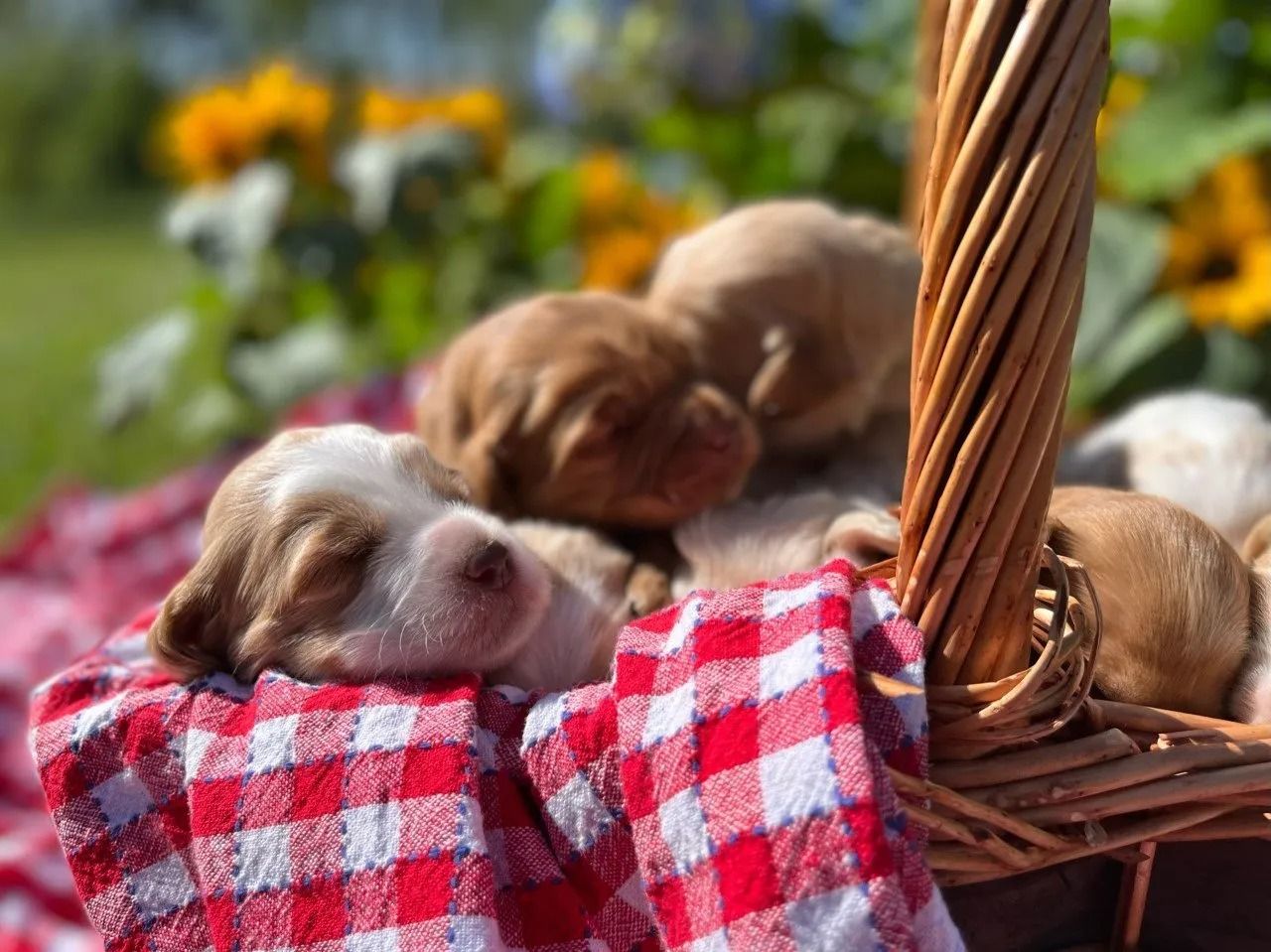 Calla Lilly  and Jack