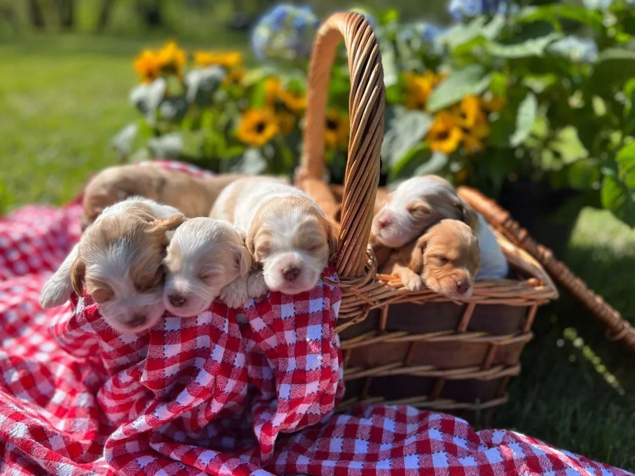 Calla Lilly  and Jack