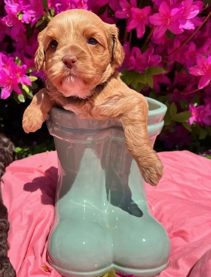 Black Eyed Susan and Jon Snow