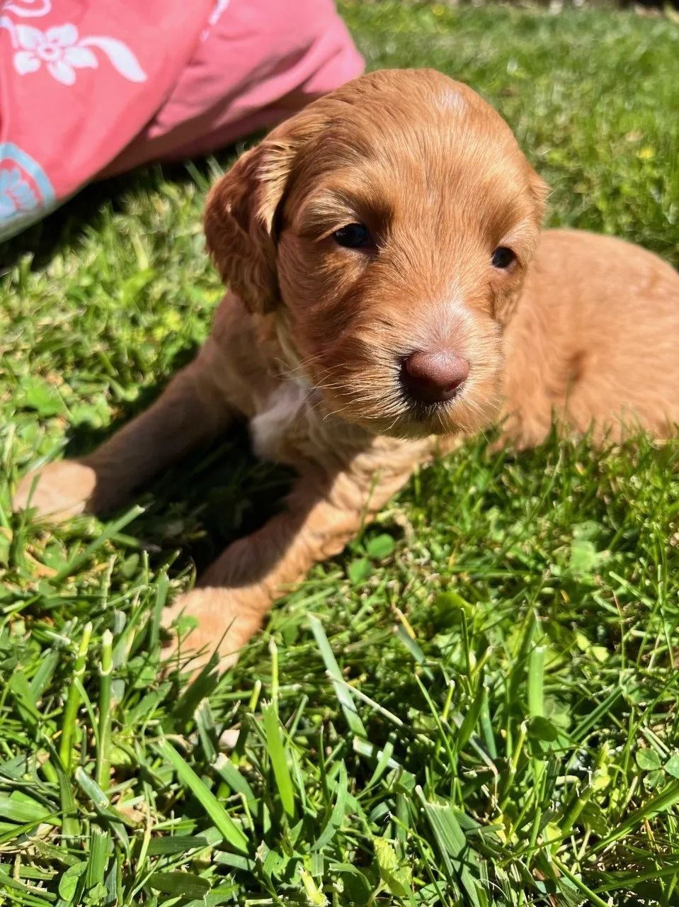 Black Eyed Susan and Jon Snow