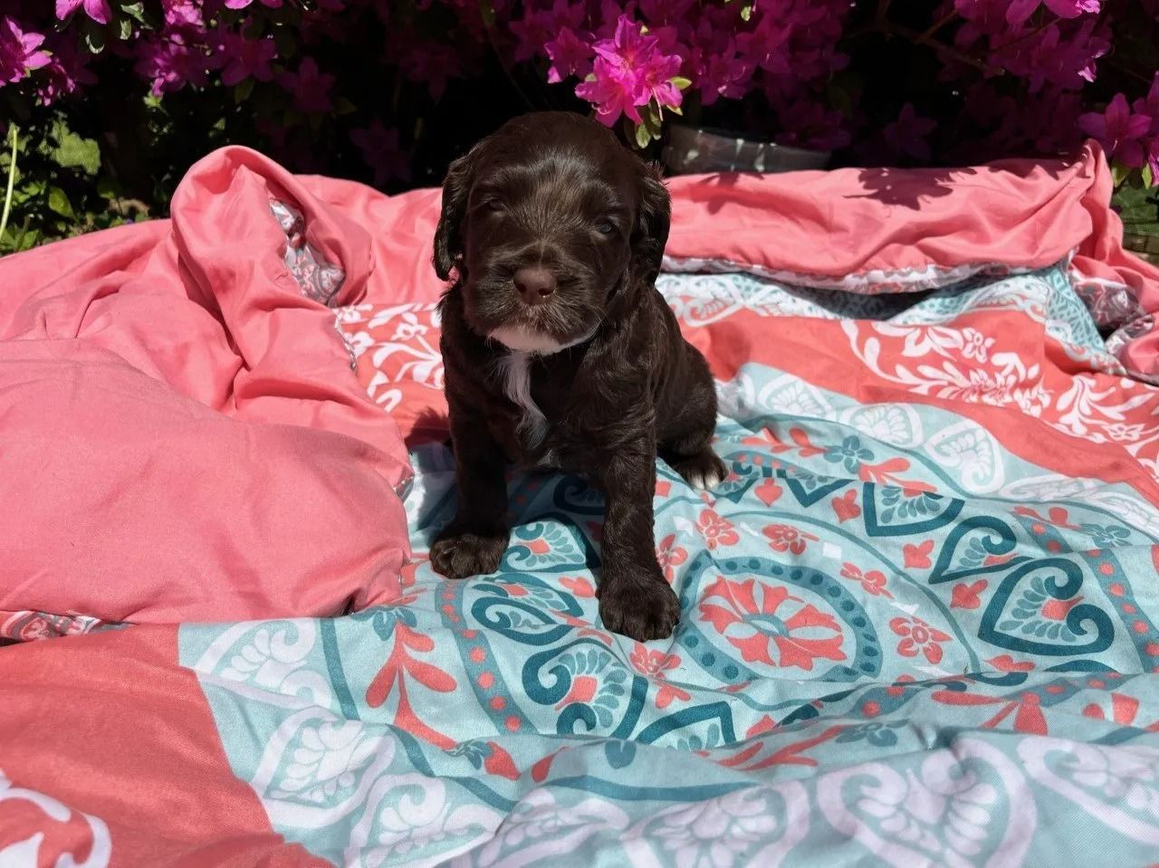 Black Eyed Susan and Jon Snow