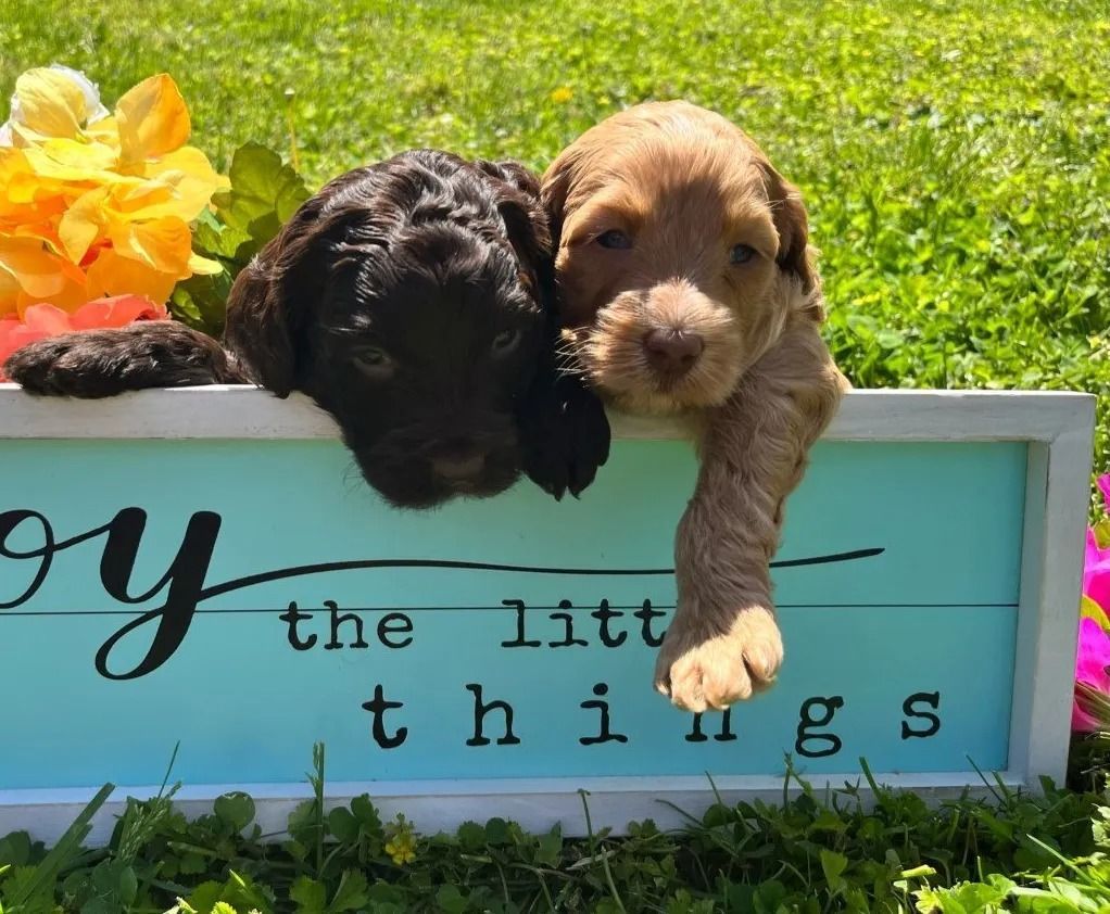 Black Eyed Susan and Jon Snow