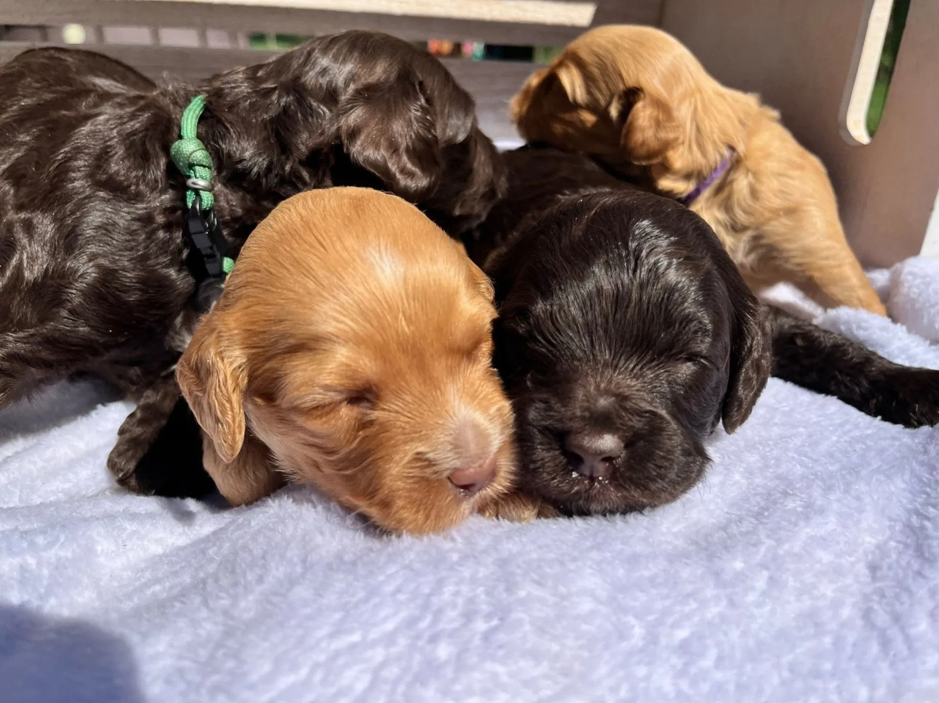 Black Eyed Susan and Jon Snow