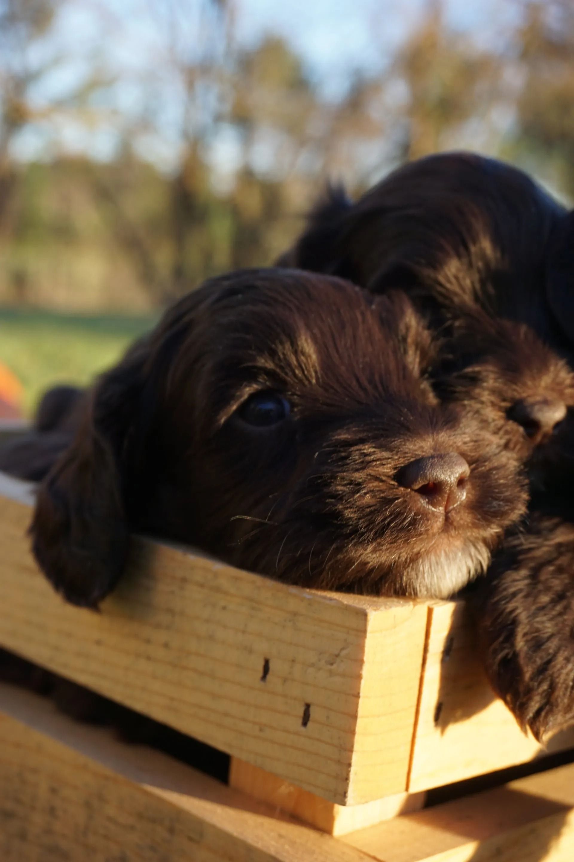 Callie and Freddie Brown