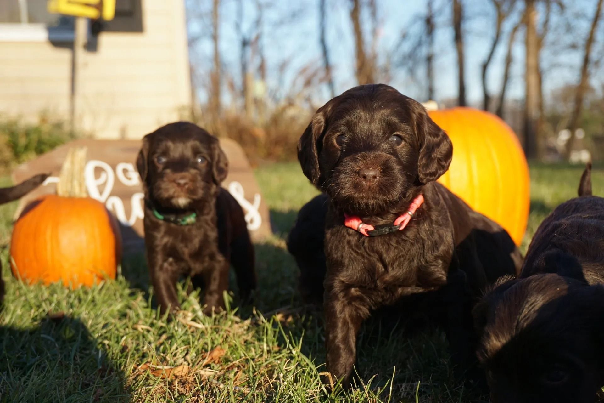 Callie and Freddie Brown
