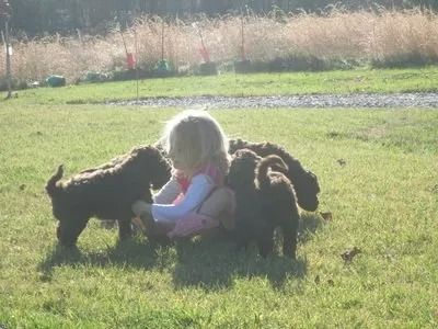 Puppies from  Wild Daisy's Daffodil