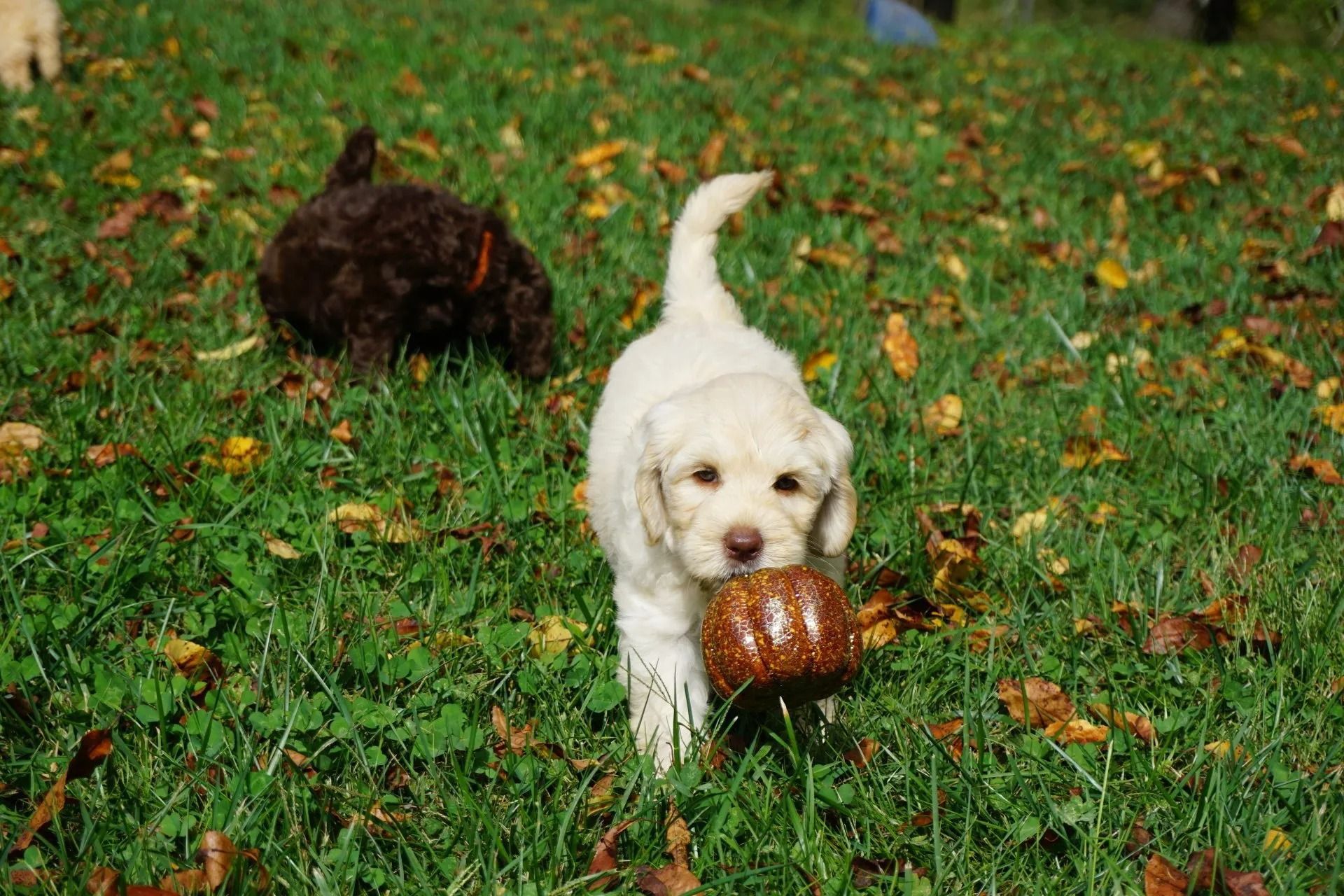 Puppies from  Wild Daisy's Daffodil
