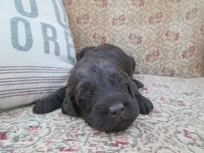 Puppies from  Wild Daisy's Daffodil