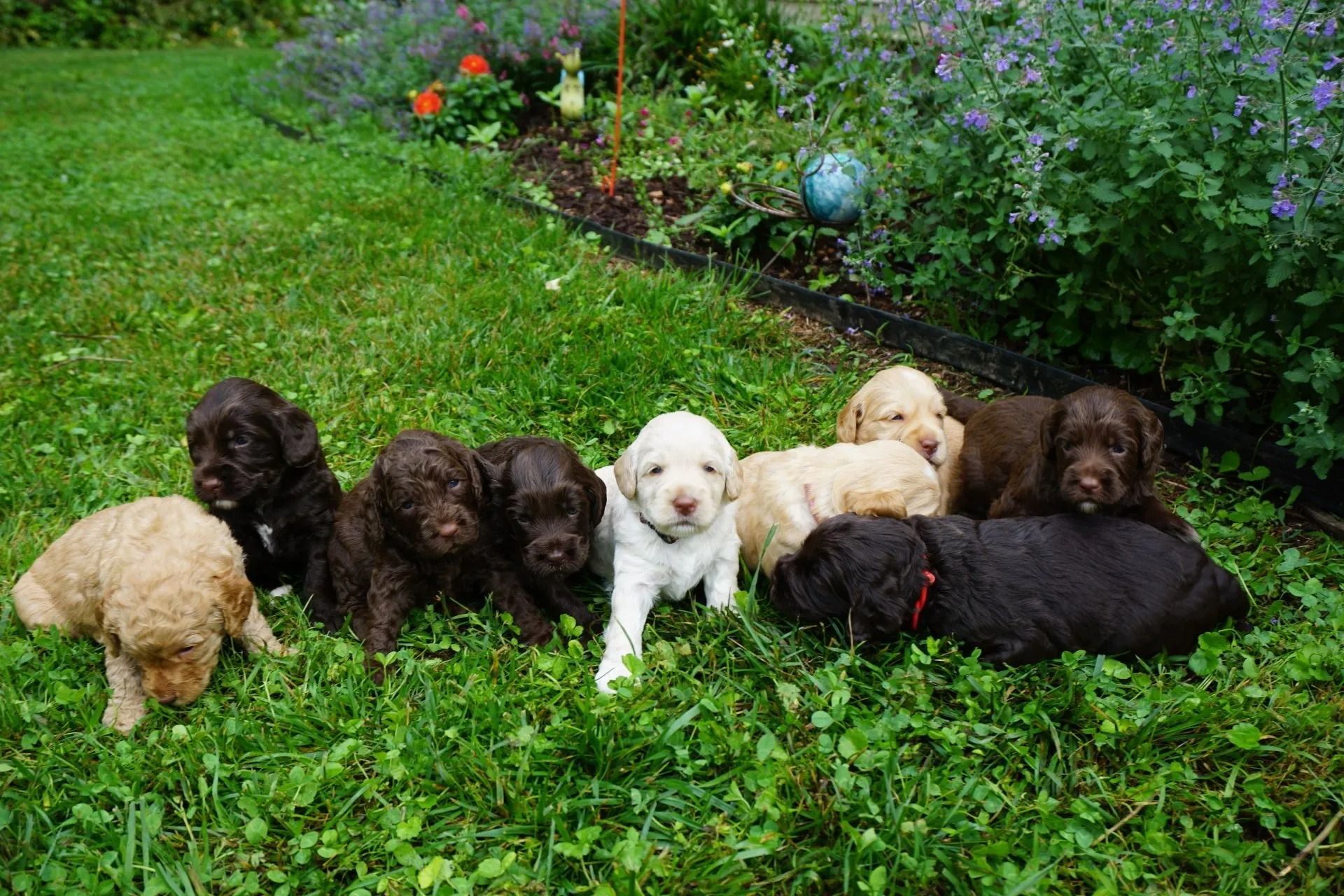 Puppies from  Wild Daisy's Daffodil