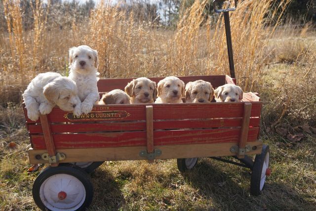 Puppies from Wild Daisy's Southern Magnolia