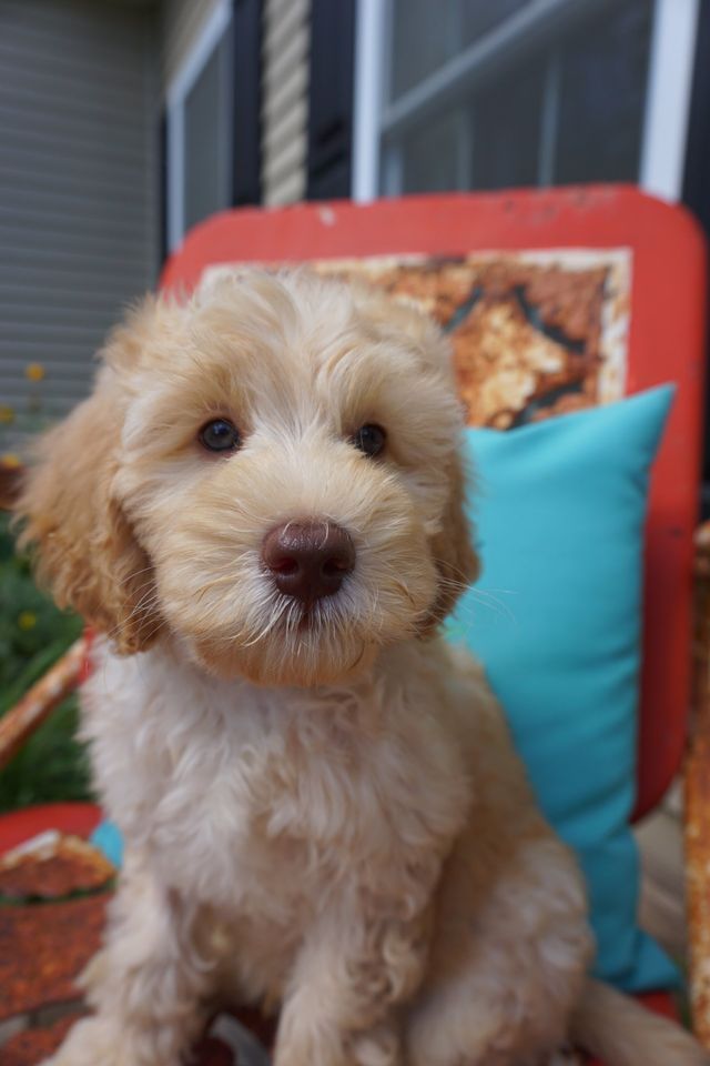 Puppies from Wild Daisy's Southern Magnolia