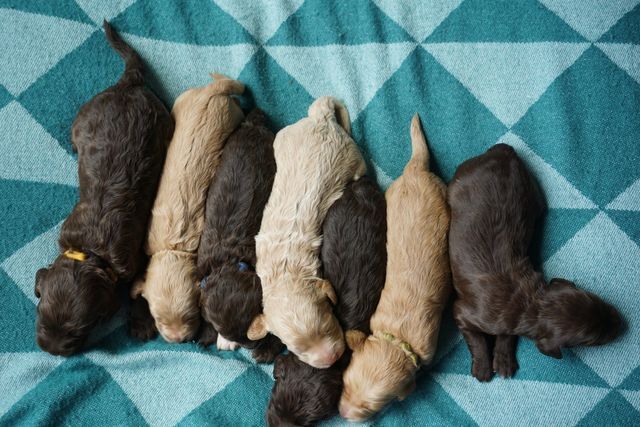 Puppies from Wild Daisy's Southern Magnolia