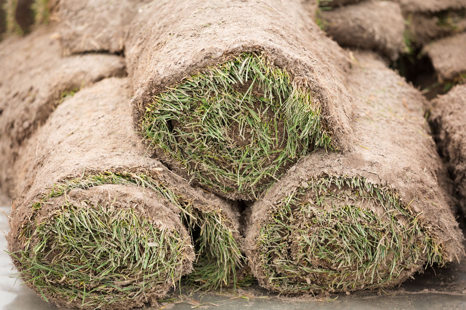 local sod installation