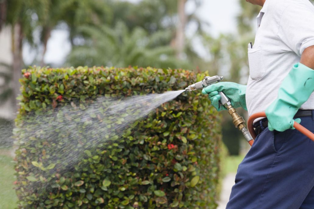 Person spraying a green hedge with a hose, wearing gloves in an outdoor setting.