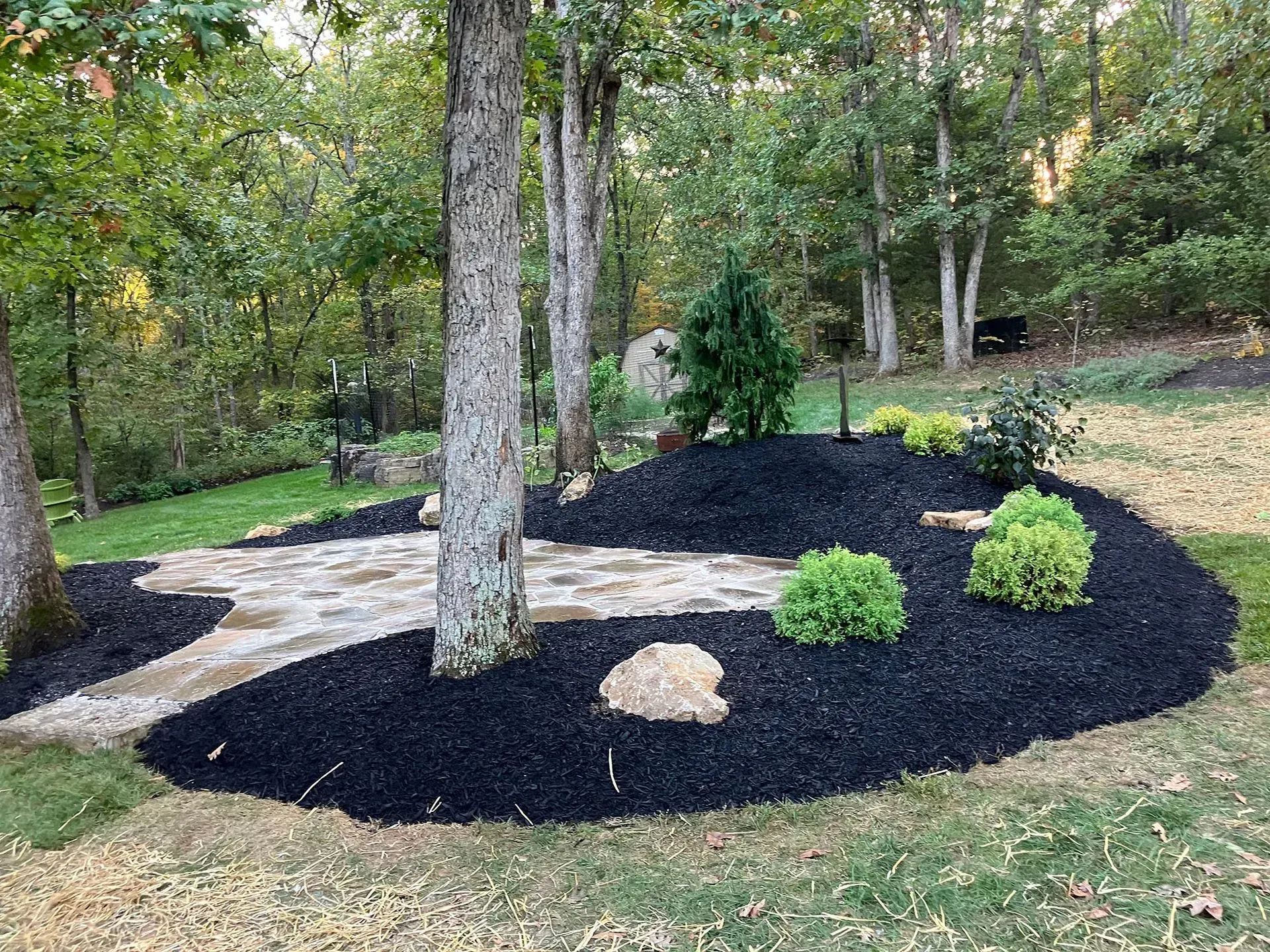 Landscaped backyard with black mulch, stone path, and greenery surrounding trees.