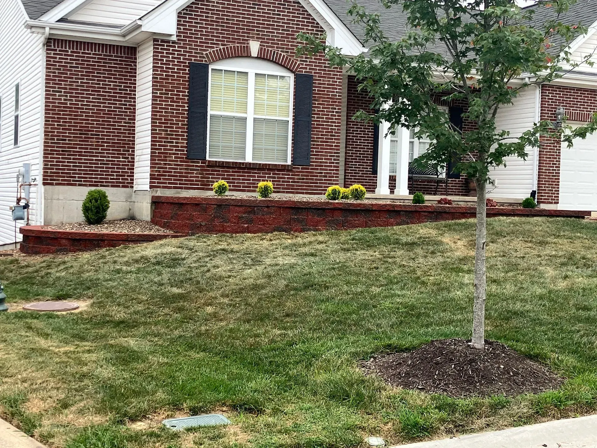 Brick house with lawn and small tree; flower bed with yellow bushes, black shutters on window.