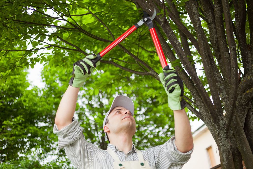 Person pruning a tree with long-handled shears; outdoors, green foliage, cloudy sky.