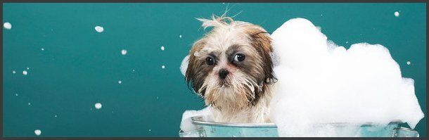 Products | Emporia, KS | Top Dog Grooming Salon | 620-342-3647