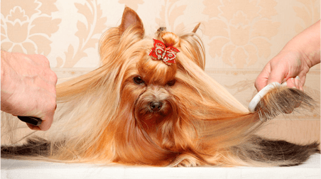 Benefits to Grooming | Emporia, KS | Top Dog Grooming Salon | 620-342-3647