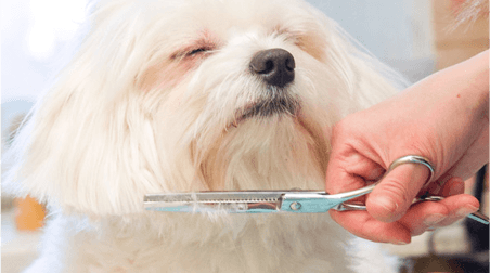 Contact | Emporia, KS | Top Dog Grooming Salon | 620-342-3647