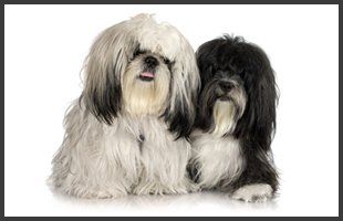 Benefits to Grooming | Emporia, KS | Top Dog Grooming Salon | 620-342-3647