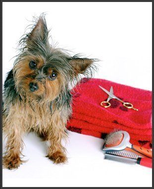 Contact | Emporia, KS | Top Dog Grooming Salon | 620-342-3647
