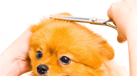 Small dogs | Emporia, KS | Top Dog Grooming Salon | 620-342-3647