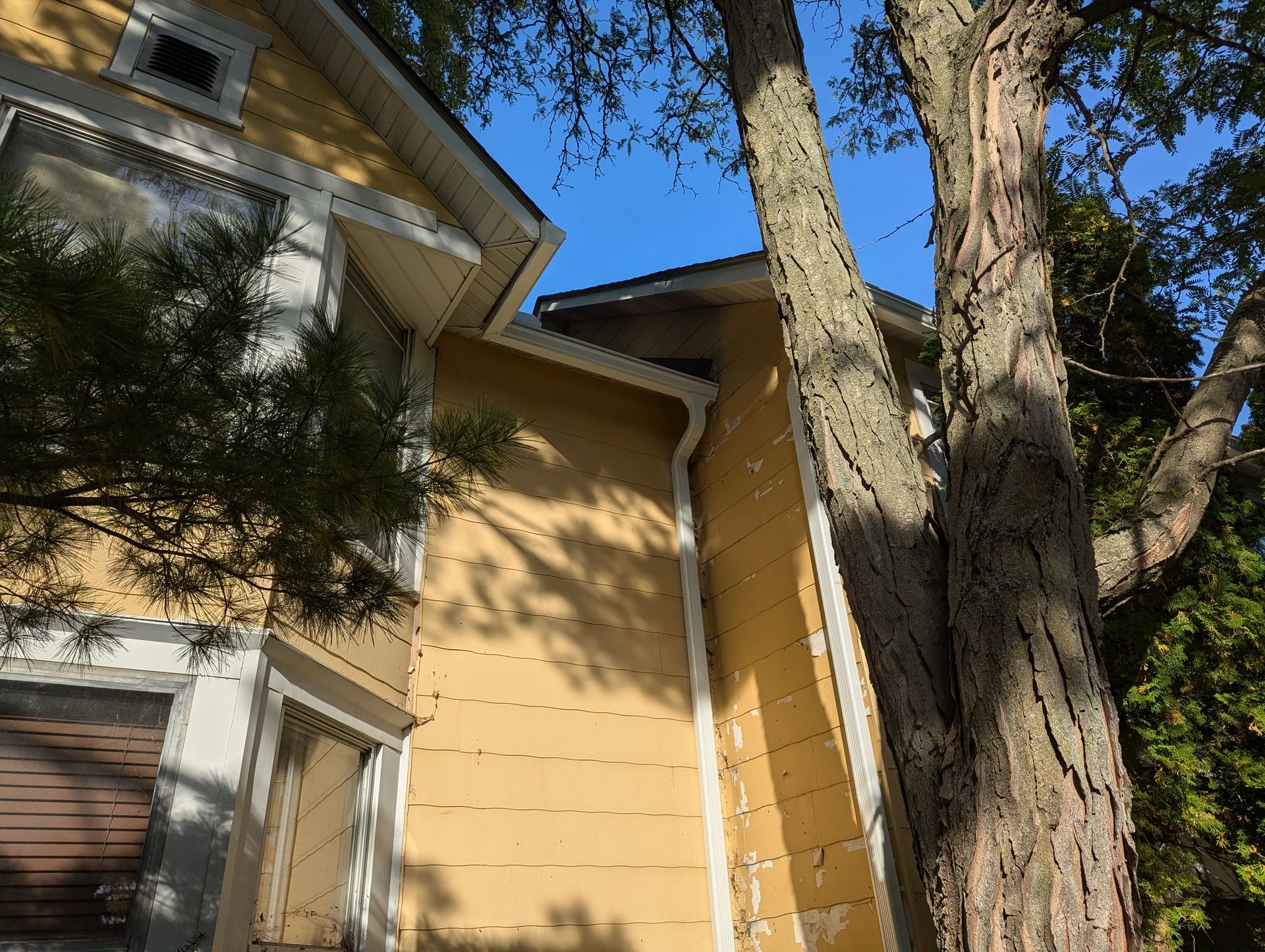 Yellow house with white trim, tree trunk, and blue sky.