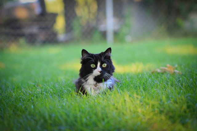 canidae fish dog food