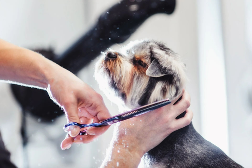 Dog getting groomed with scissors as a person trims its fur and holds its head gently
