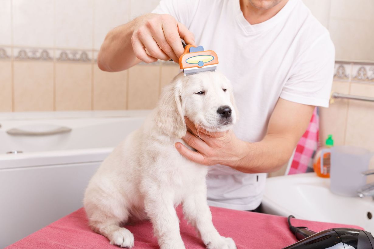 Person grooming a white dog on a pink towel in a bathroom.