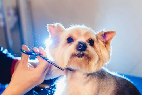 Small tan dog getting groomed with scissors, looking up under bright light