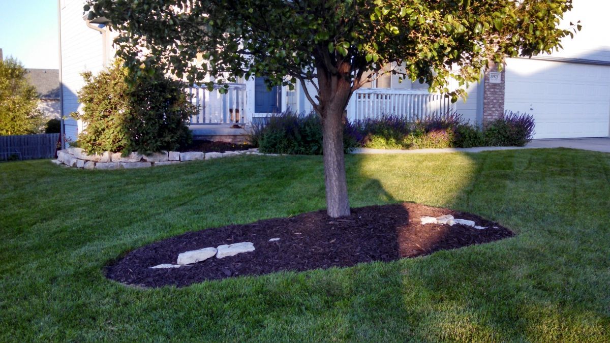 a tree in the middle of a lush green lawn in front of a house