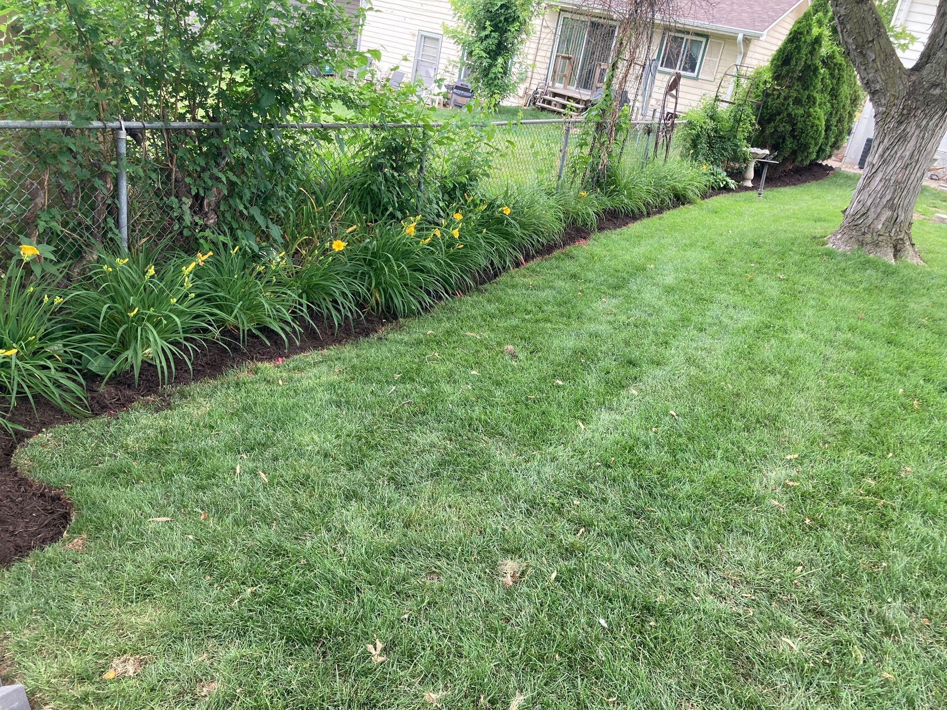 a lush green lawn with a fence in the background and a house in the background