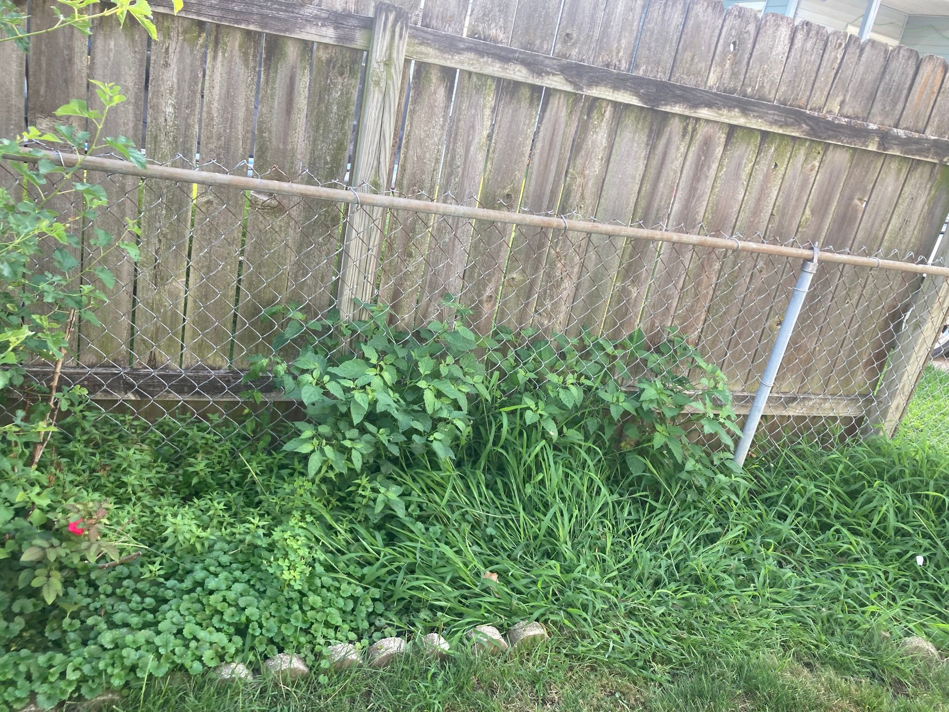 Green plants grow along a wooden fence with a metal mesh backing, bordered by a line of concrete landscaping stones.