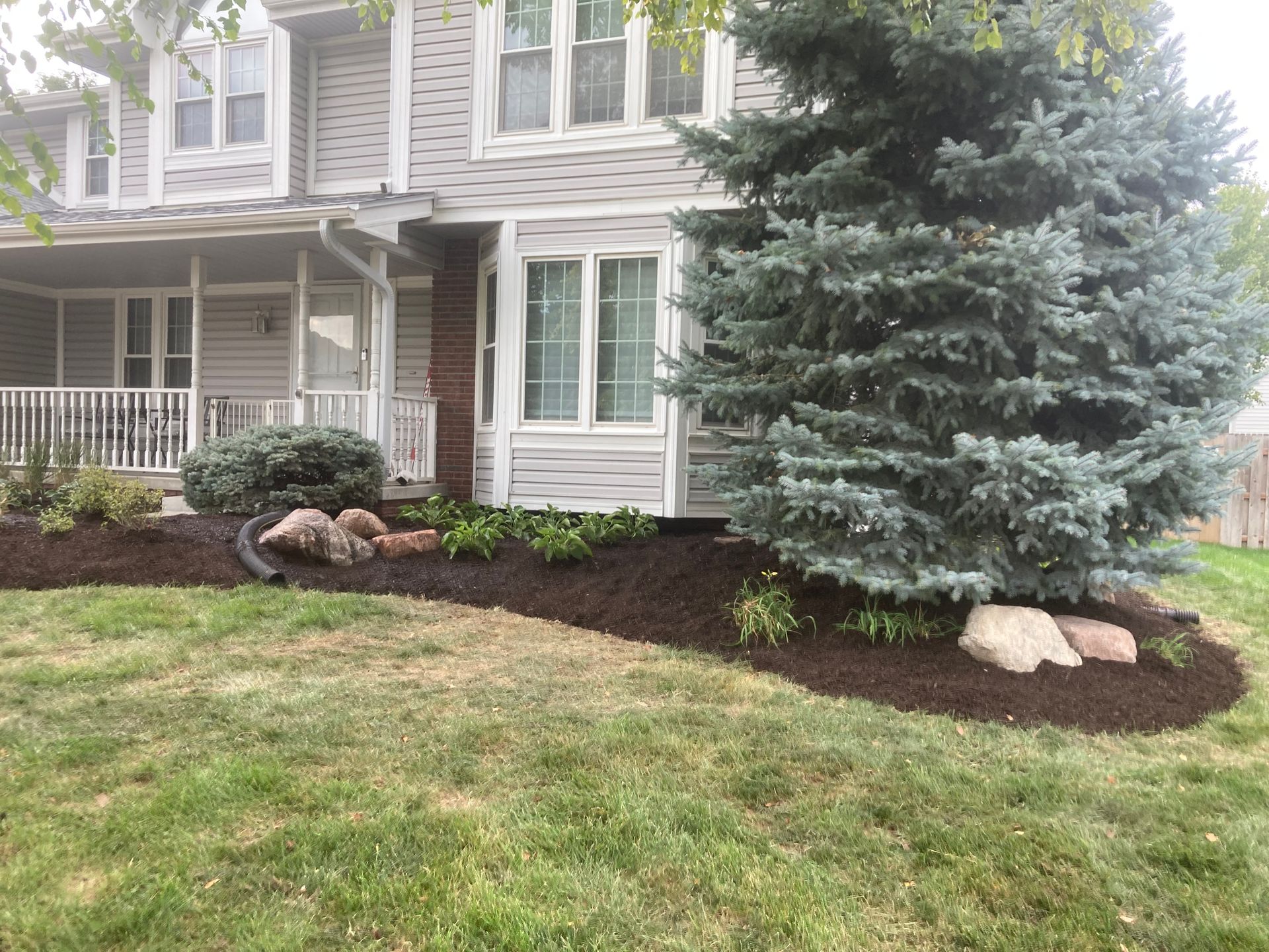 A two-story light gray house with a covered porch, surrounded by mulch beds, small shrubs, and a large blue spruce tree.