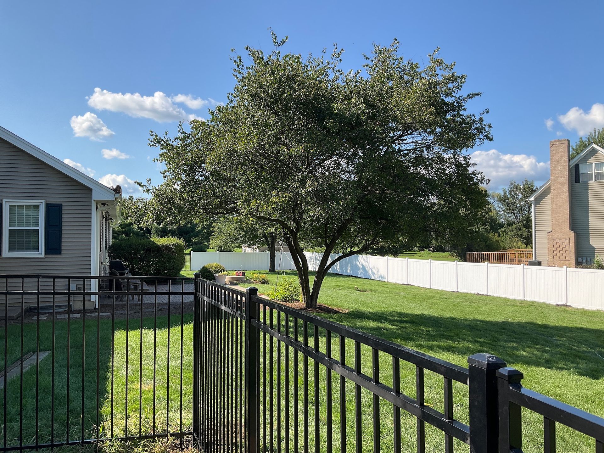 Lush green tree in a sunny backyard, with black fence in foreground and white fence behind it. Blue sky with clouds.