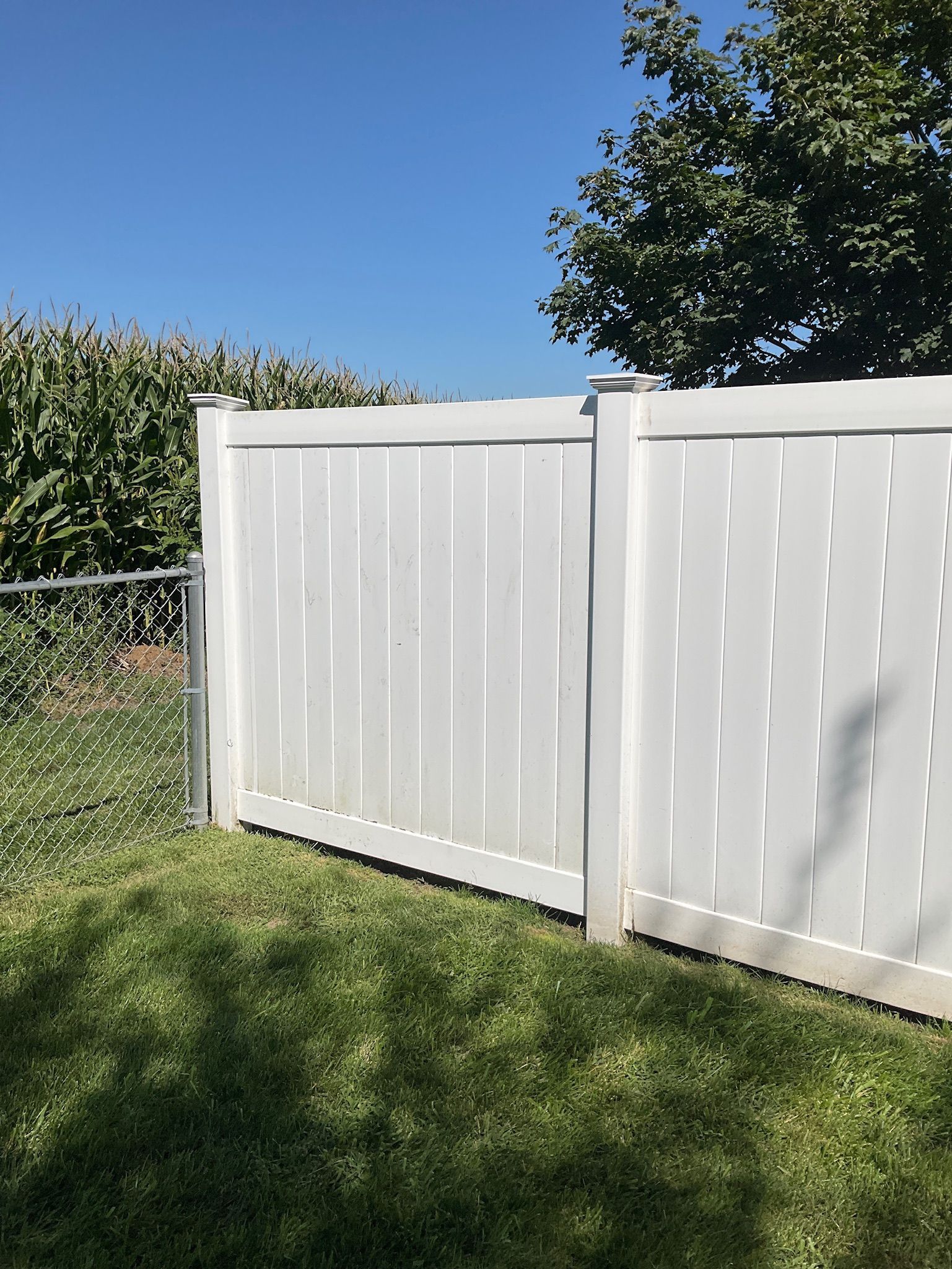 White vinyl fence in a grassy yard under a blue sky, with trees visible in the background.