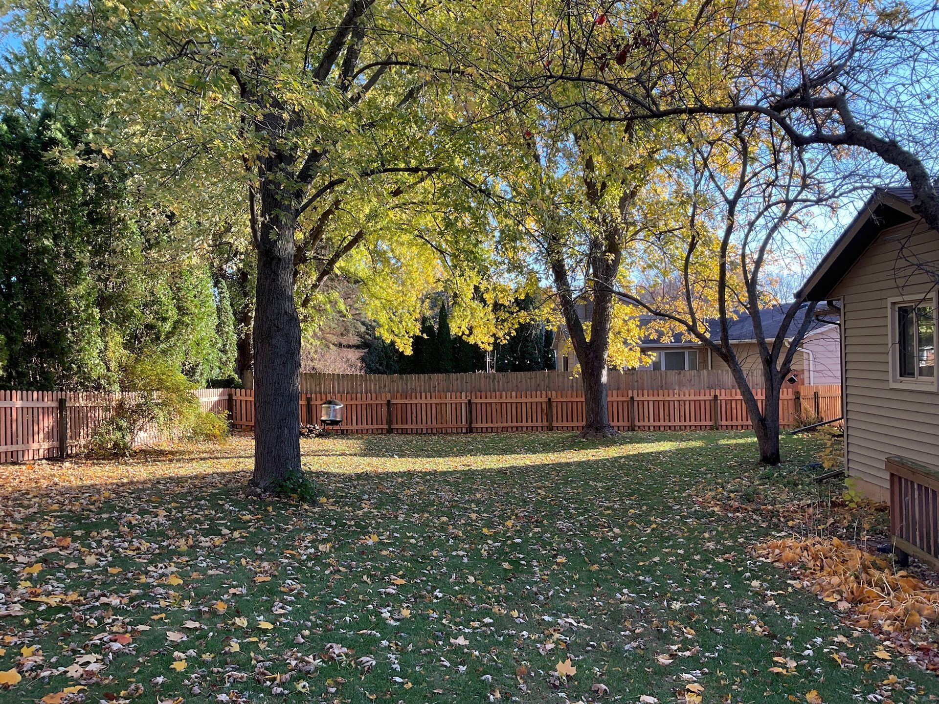 Backyard scene with trees, fallen leaves, brown fence, and part of a house. Autumn colors.