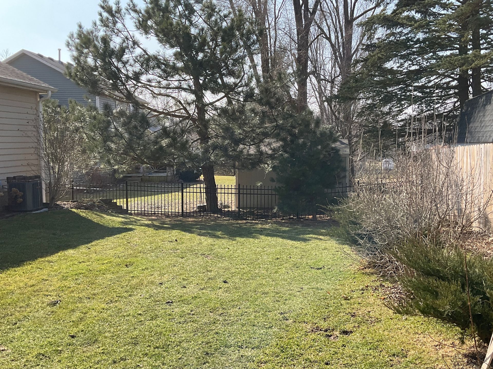 Backyard with green grass, trees, and black fence.