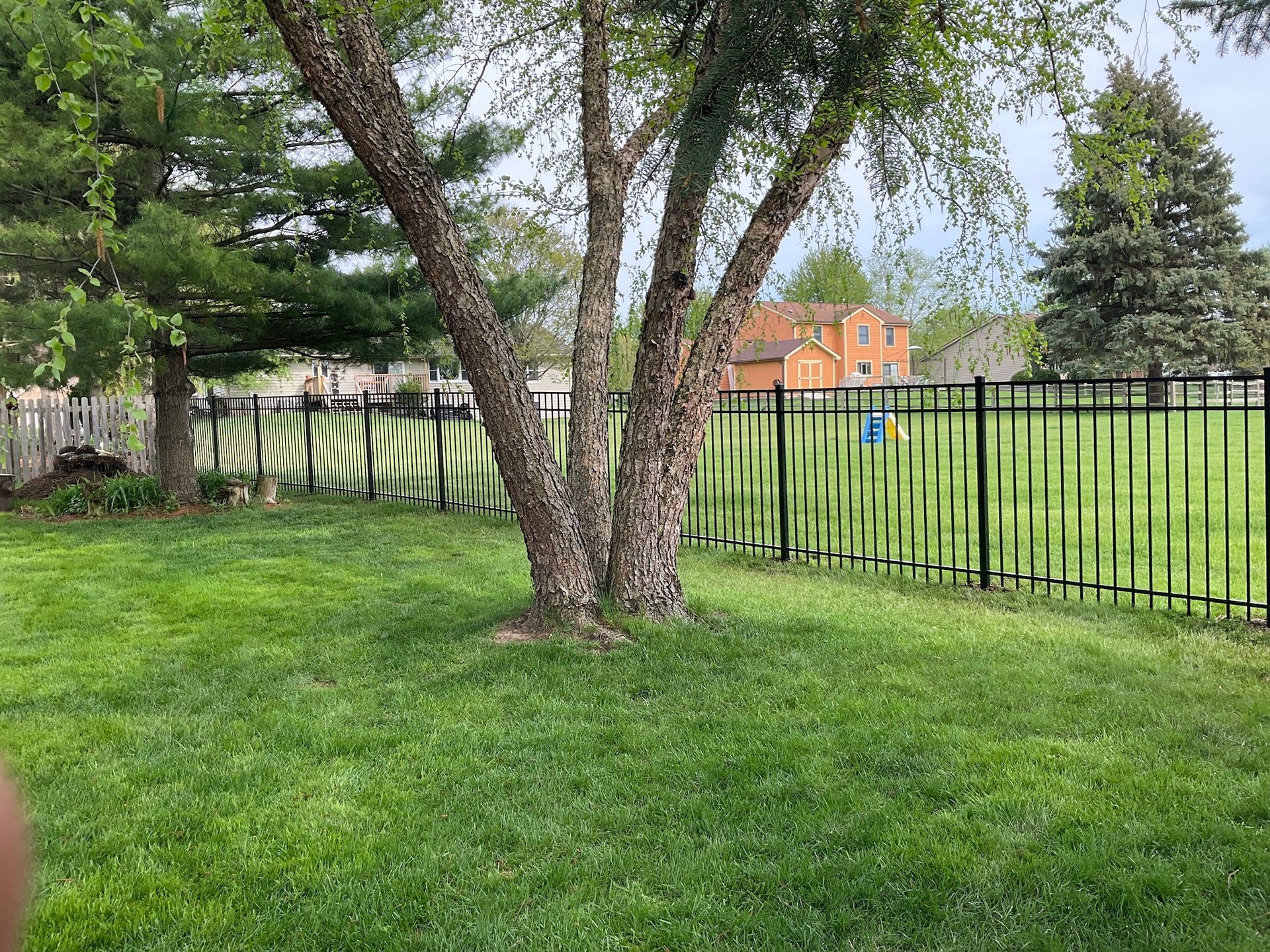 Lush green yard with a tree in the center, black fence, and building in the distance.