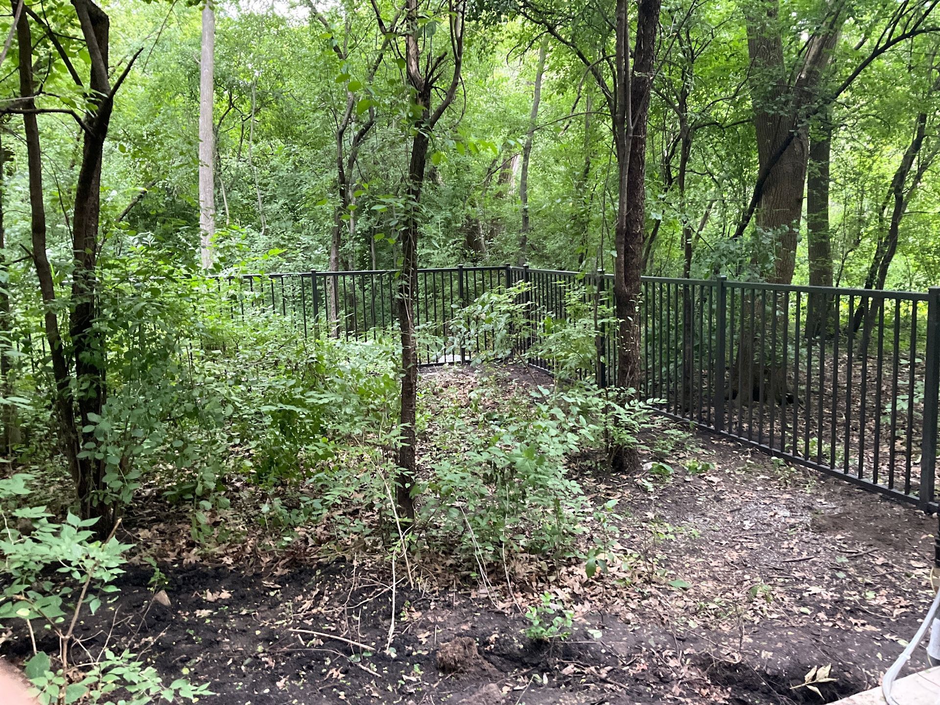 A fenced-in wooded area with trees and bushes, featuring a black metal fence and green foliage.
