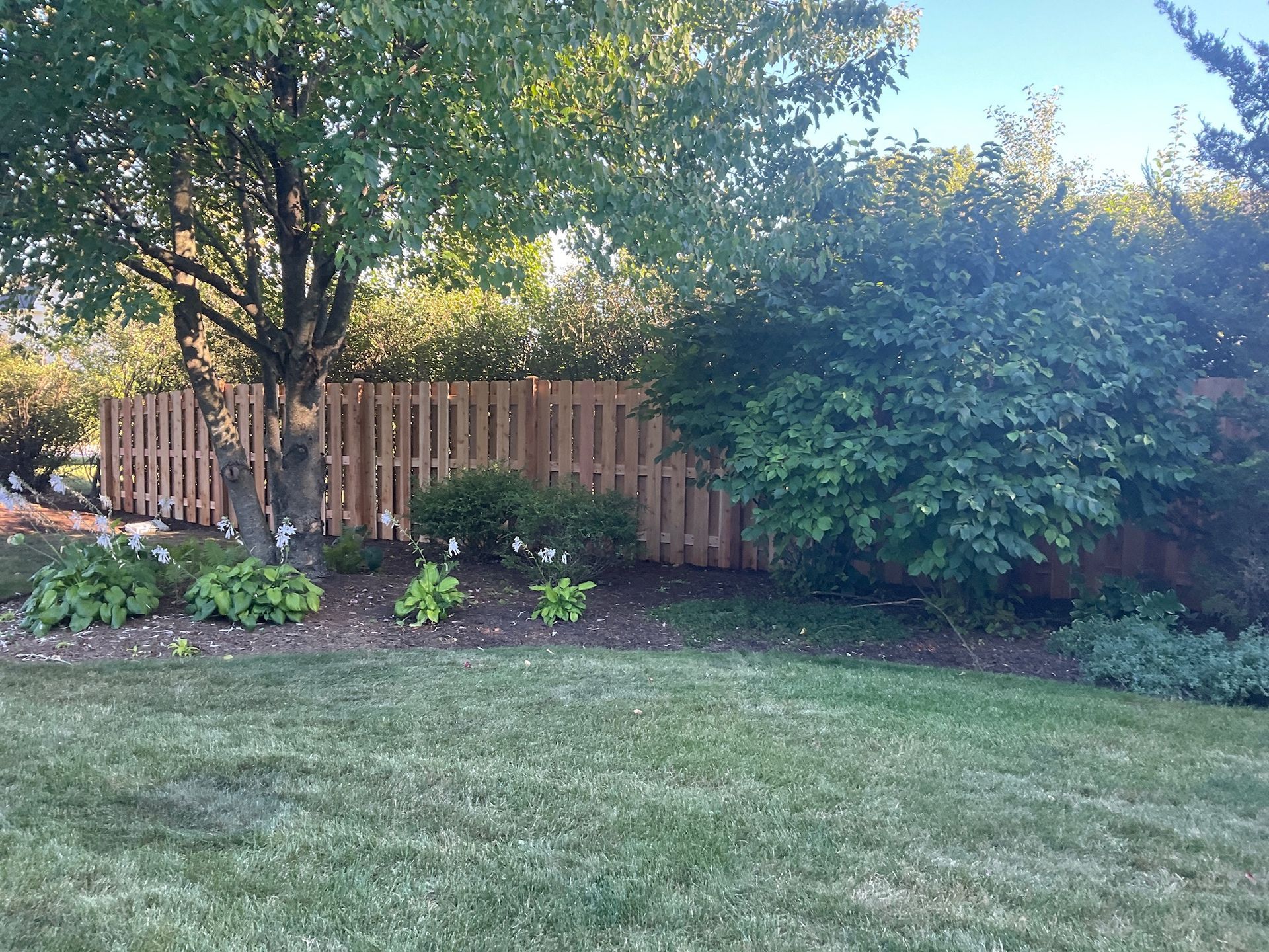Backyard scene with a wooden fence, green lawn, trees, and shrubs.
