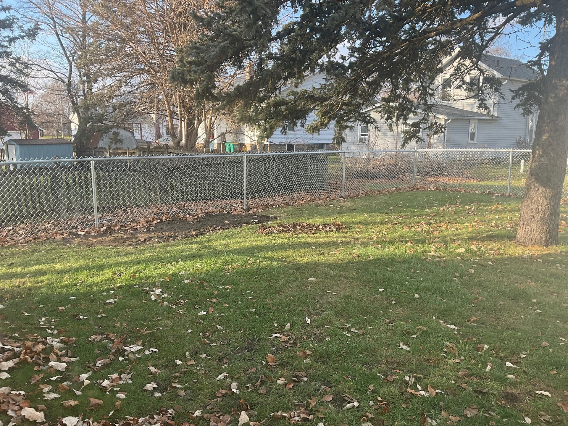 Lawn with fallen leaves, chain-link fence, and a house in the background. Sunny day.