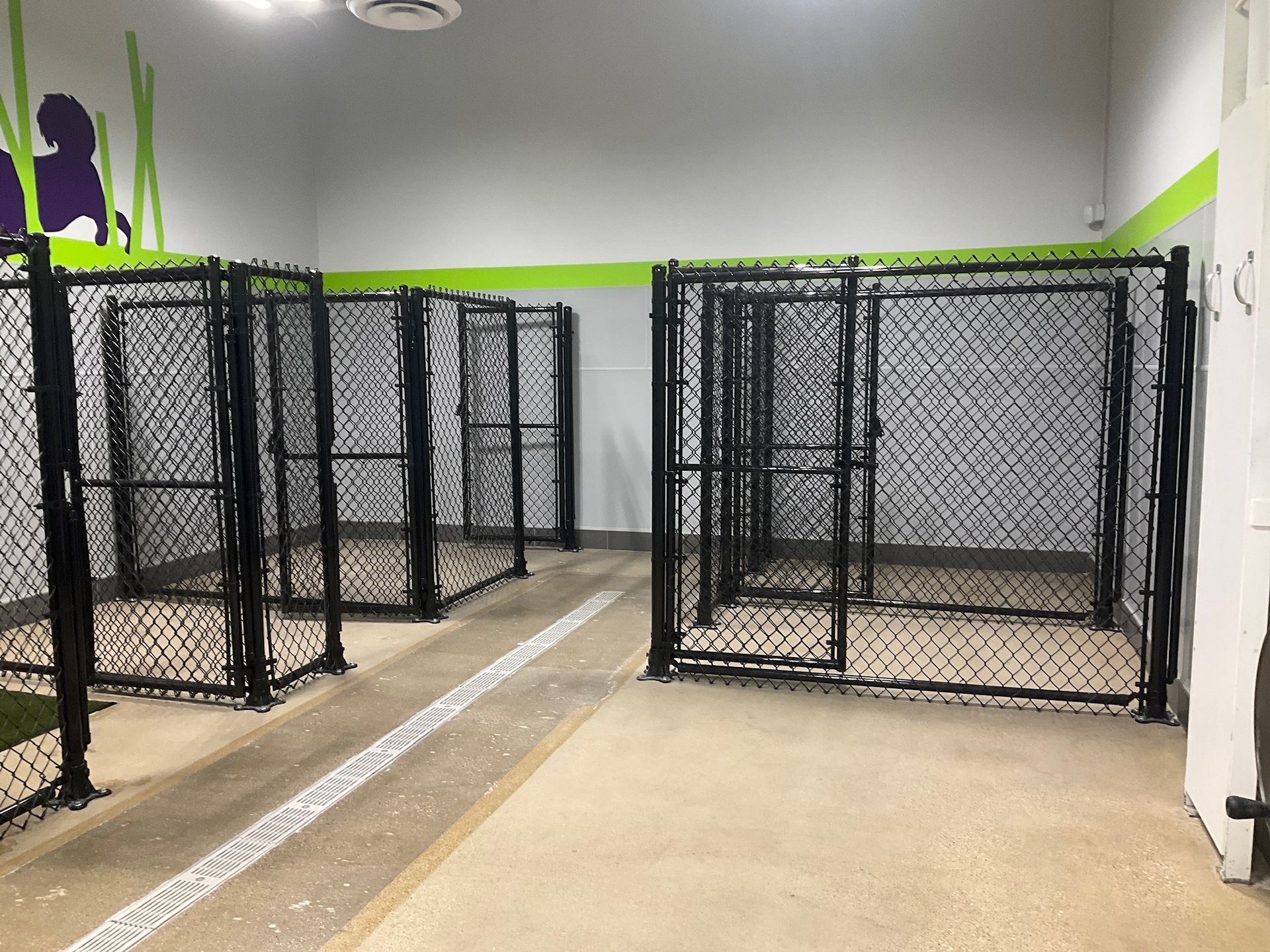 Indoor dog kennels with black chain-link fencing, beige floors, and green and white wall accents.