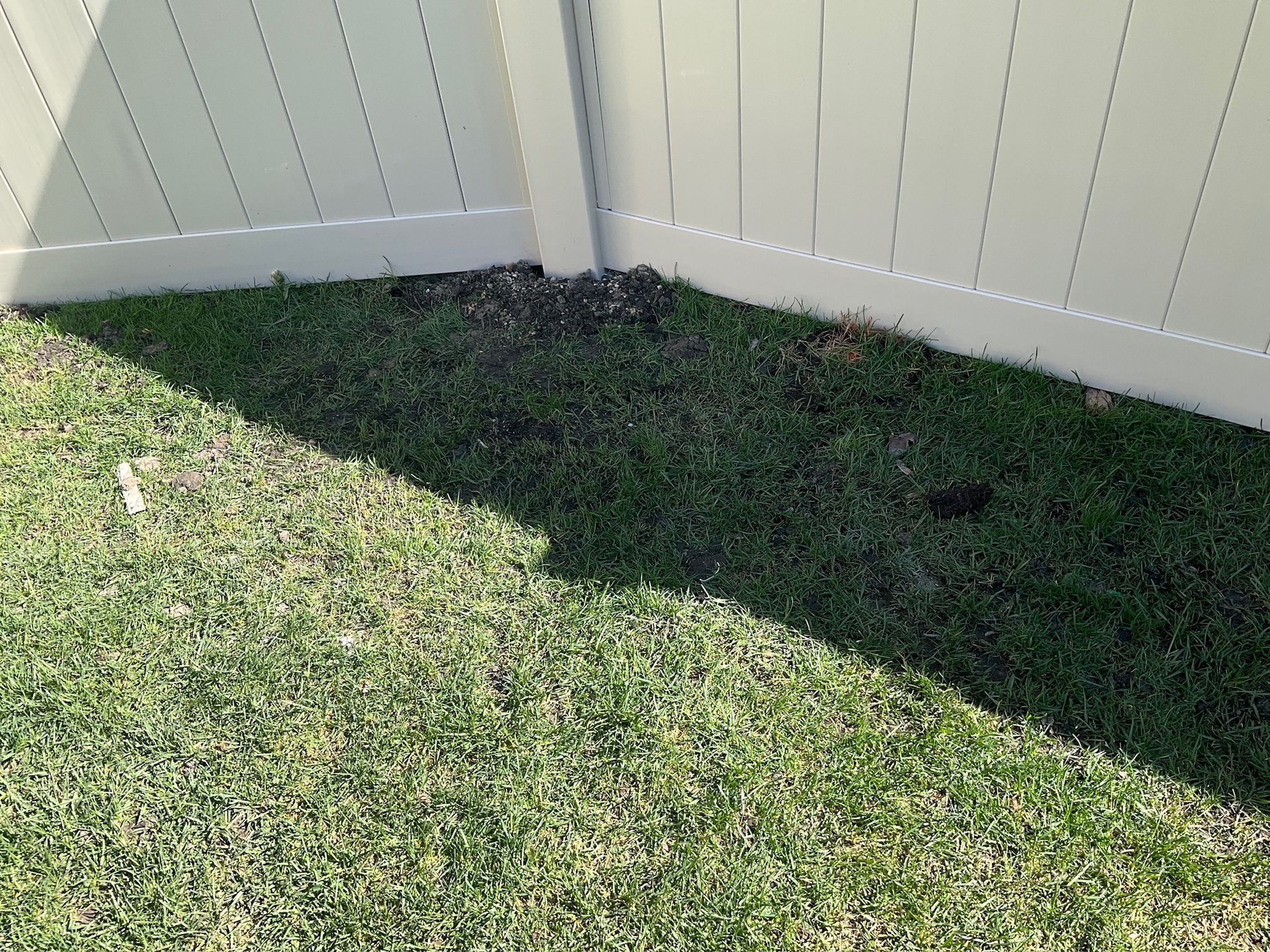 Green grass next to a white fence. Shadow covers part of the grass.