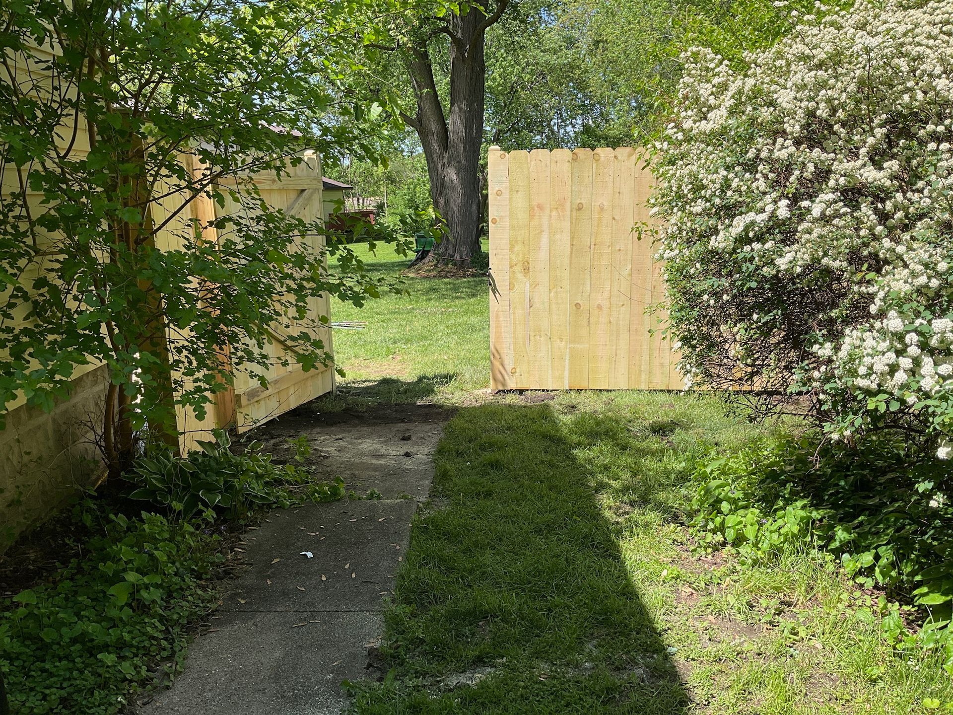 Path through yard with a new wooden fence, trees, and lush green grass.